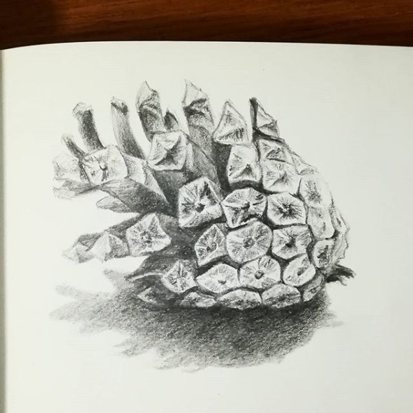 Поэтапное рисование шишки