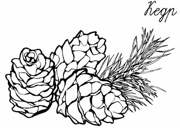 Шишка карандашом