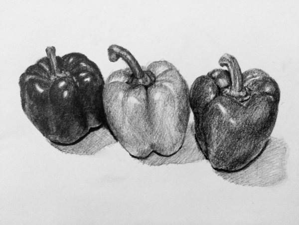 Перец Академический рисунок