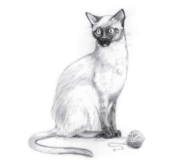 Сиамская кошка карандашом