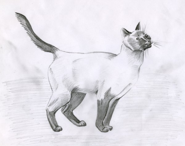 Сиамская кошка раскраска