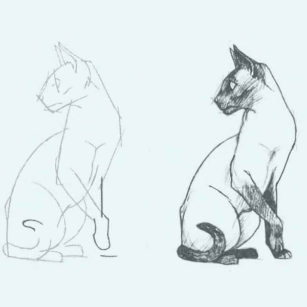 Сиамский кот карандашом