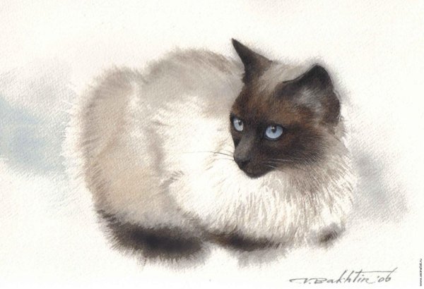 Кошка рисунок карандашом