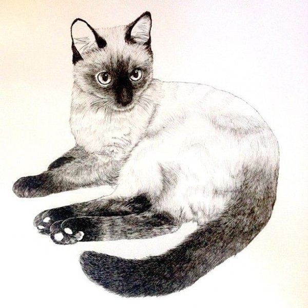 Разукрашку сиамской кошки