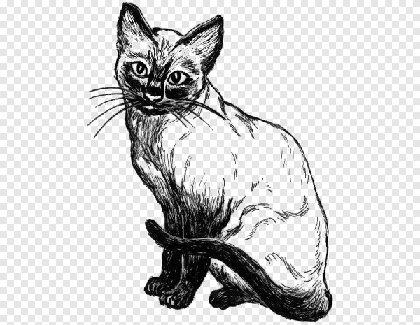 Сиамская кошка карандашом