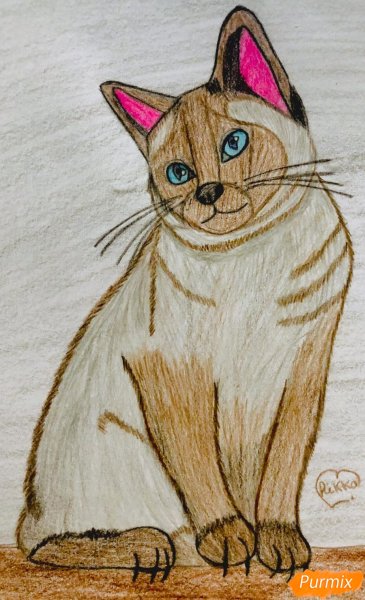 Сиамская кошка карандашом