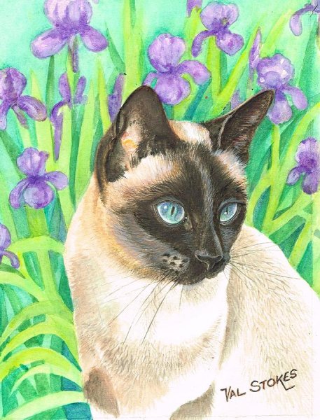 Сиамская кошка Графика