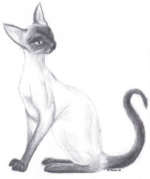 Художник Алан Албегов кошки