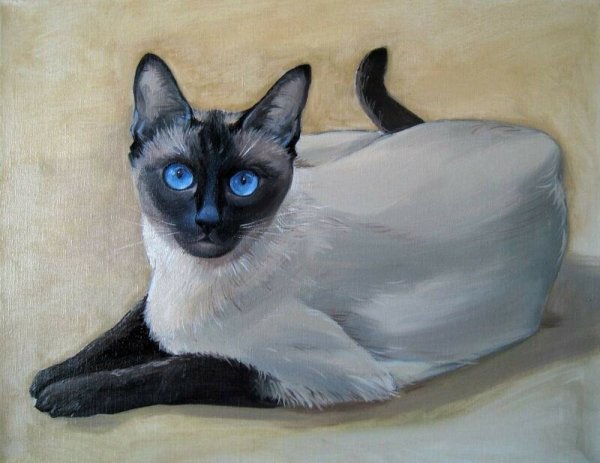 Сиамский кот раскраска
