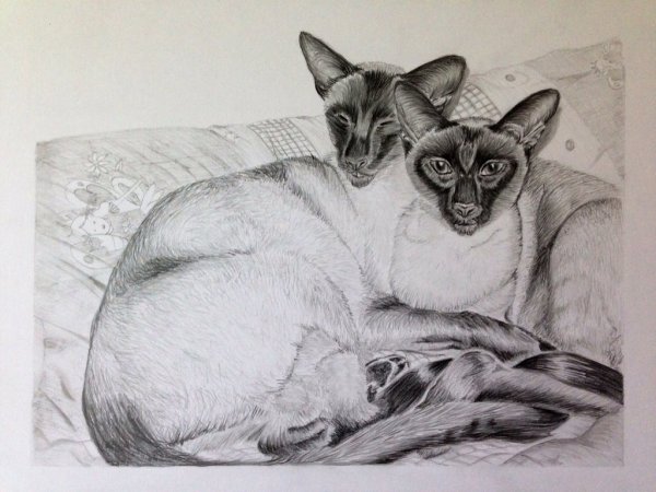 Мультяшные кошки