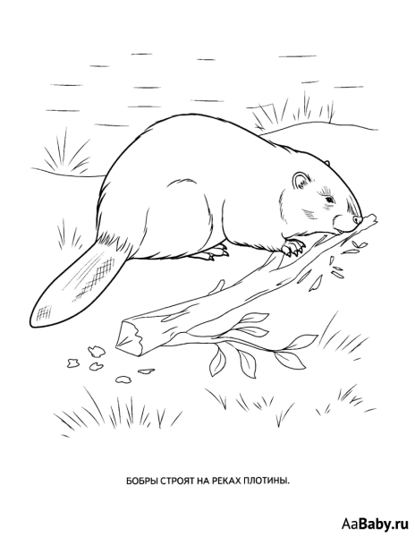 Контур бобра