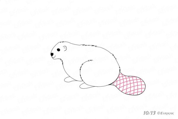 Бобр раскраска