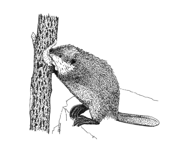 Бобр карандашом