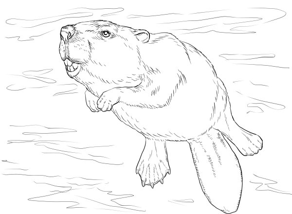 Бобер карандашом