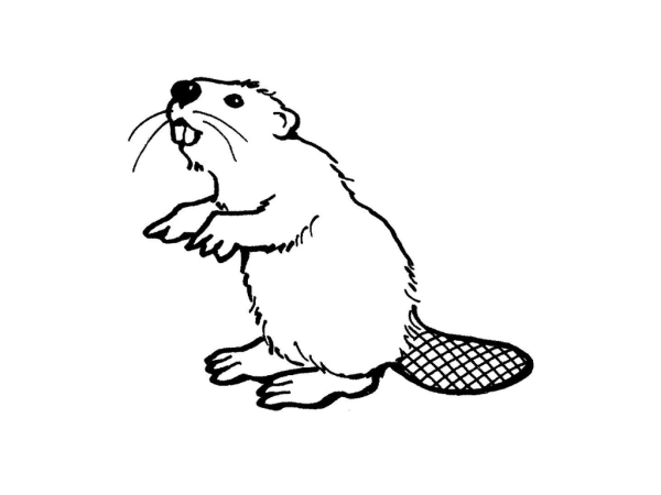 Бобр карандашом