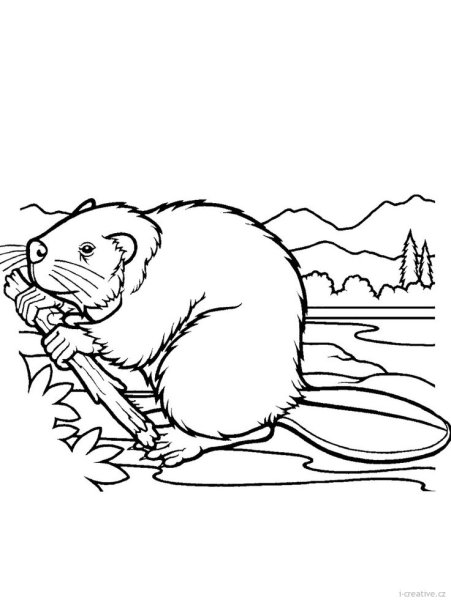 Бобр раскраска
