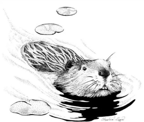 Рисование бобра