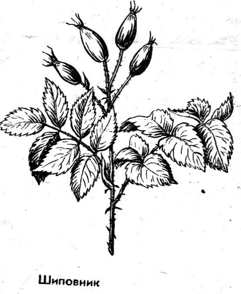 Лекарственный кустарник шиповник