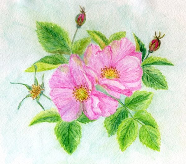 Шиповник рисунок