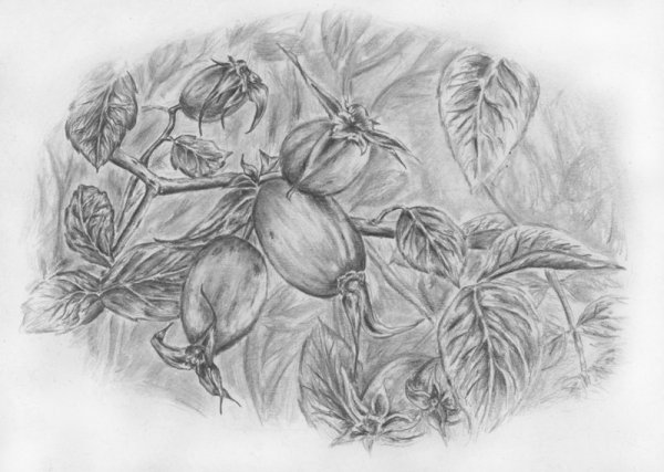 Куст шиповника Графика