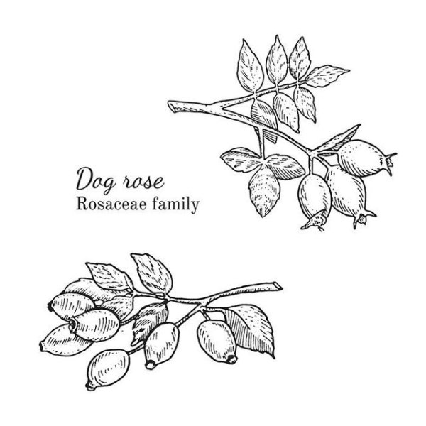 Куст шиповника карандашом