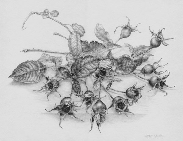 Шиповник трафарет