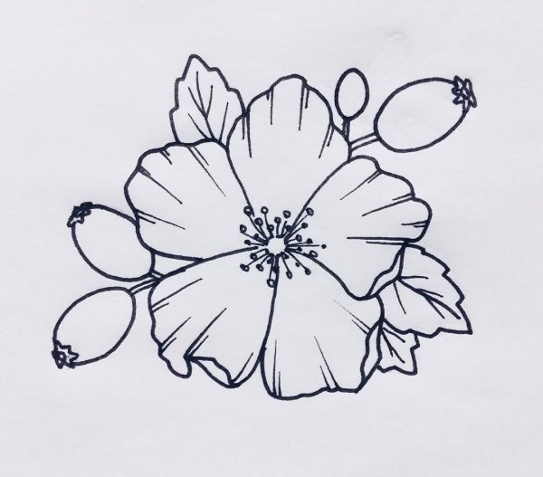 Шиповник Графика