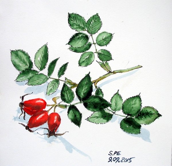 Шиповник рисунок для детей