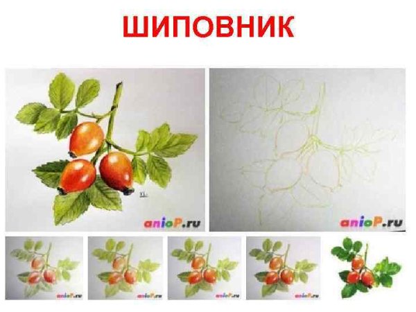 Шиповник эскиз