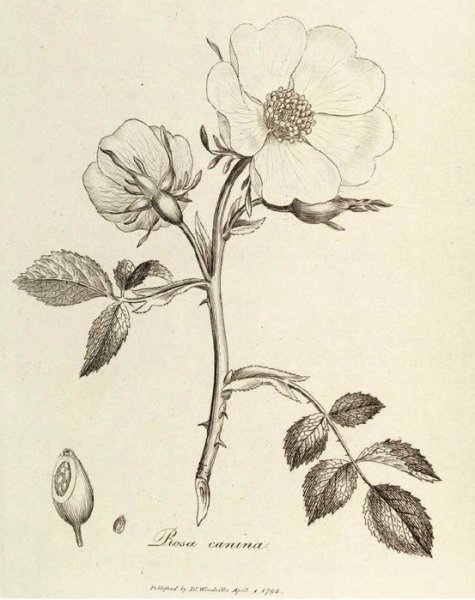 Лекарственные растения раскраска шиповник