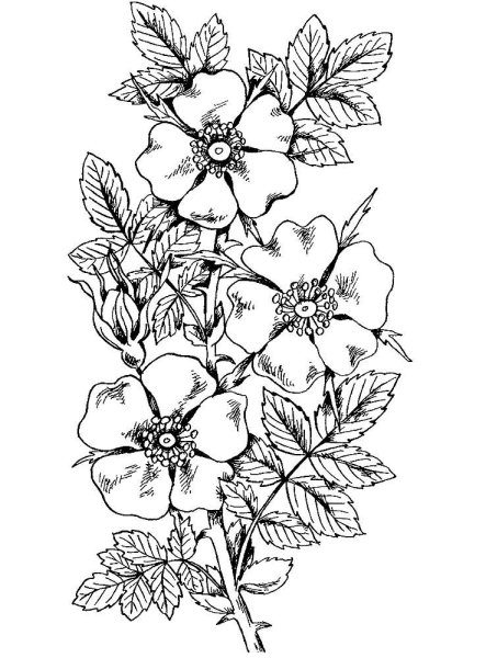 Разукрашка крыжовник