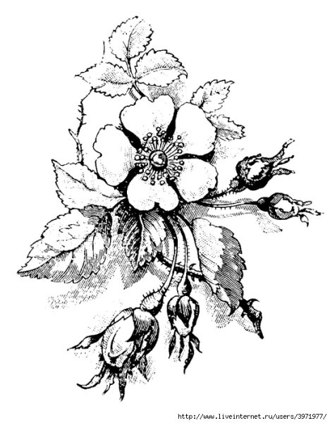 Ветка с ягодами эскиз