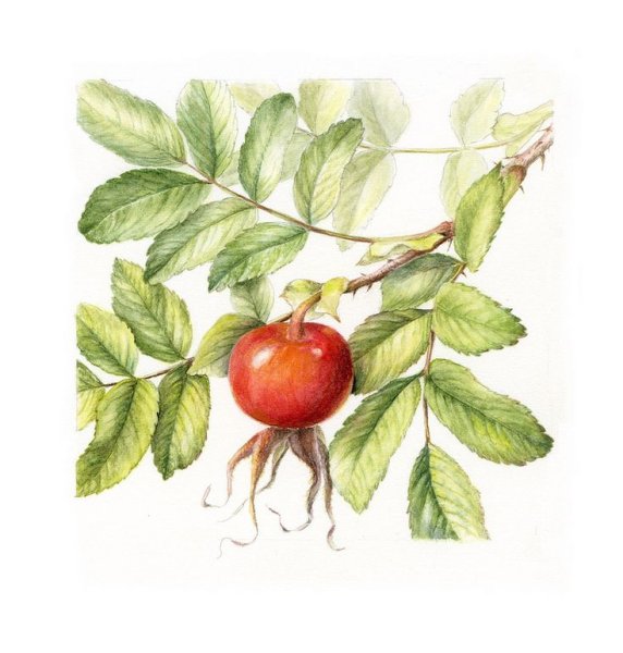 Ягоды Графика