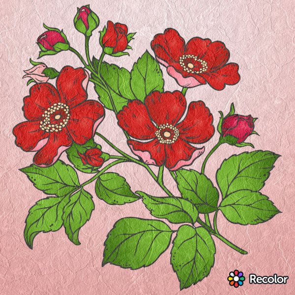 Шиповник рисунок