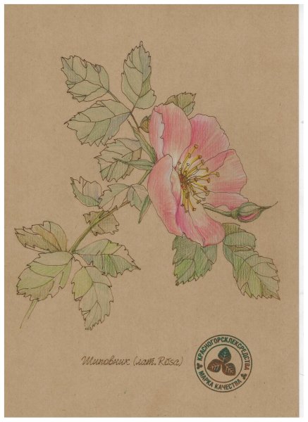 Нарисовать шиповник