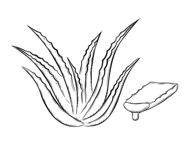 Алоэ древовидного листьев