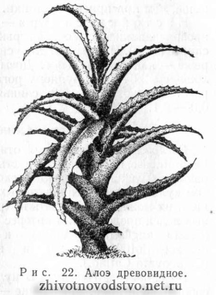 Алоэ карандашом