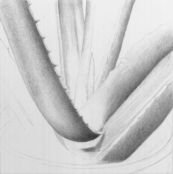 Алоэ раскраска