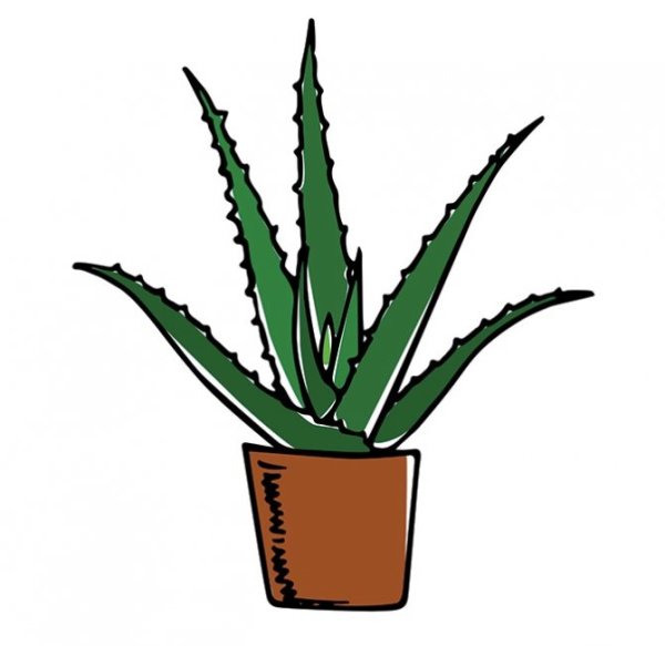 Алоэ рисунок