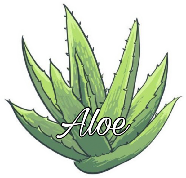 Цветок алоэ раскраска