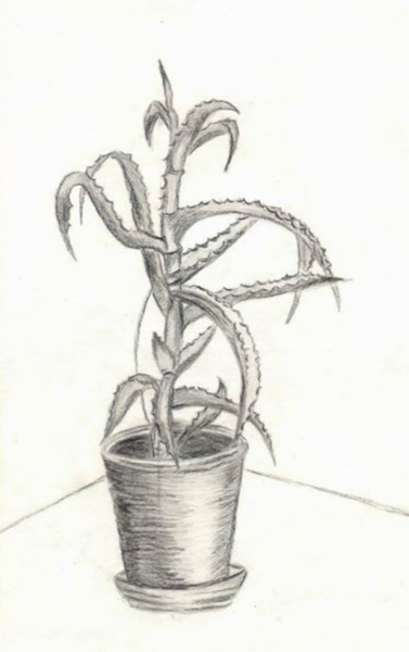 Раскраска комнатные растения алоэ