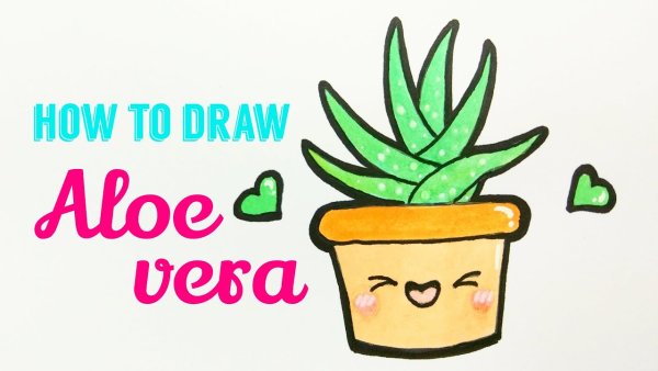 Алоэ Вера нарисовать