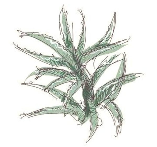 Алоэ Вера рисунок