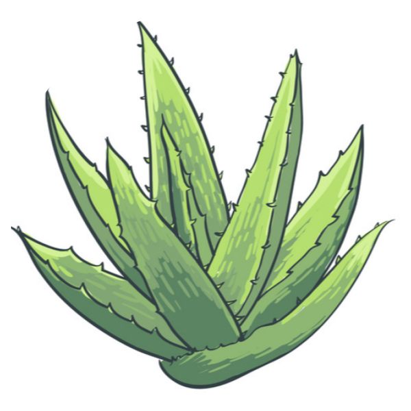 Алоэ столетник рисунок