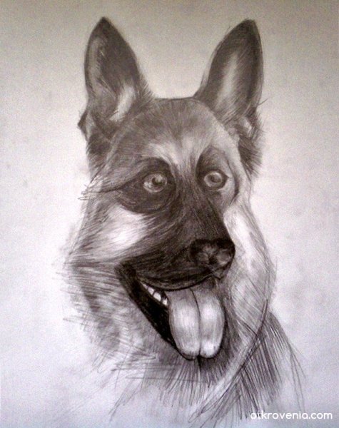Овчарка карандашом