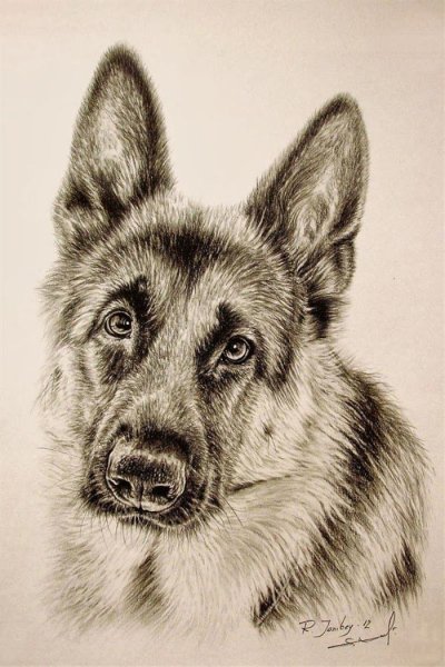 Овчарка карандашом