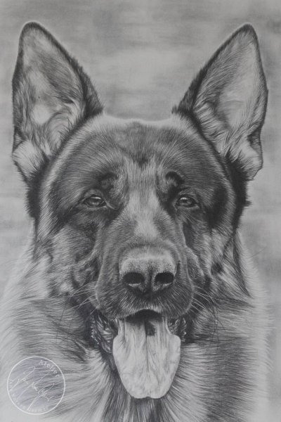 Восточно-европейская овчарка