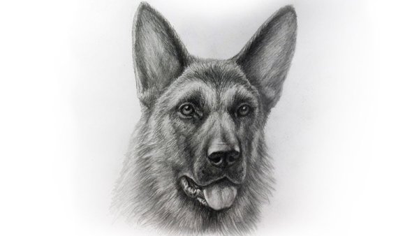 Собака в профиль карандашом