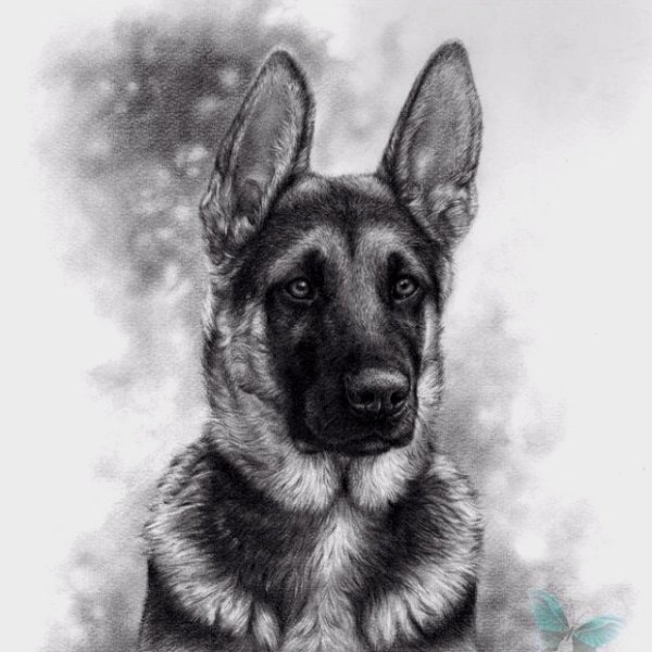 Овчарка карандашом
