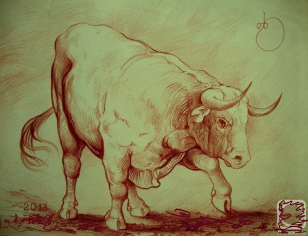Зарисовки быка